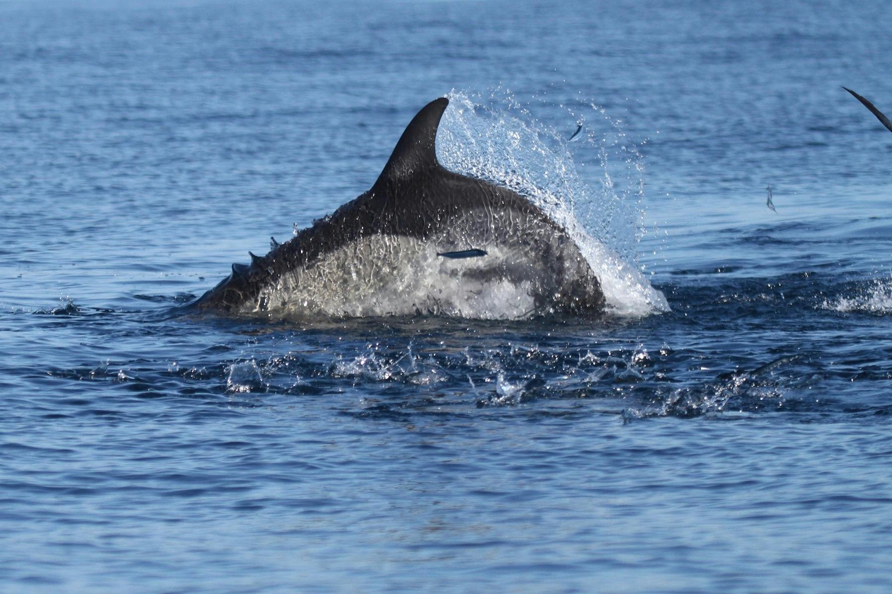 イルカが海に飛び散り、水がその背中のひれの周りにスプレーし、その体の一部が表面の上に見えます。
