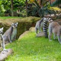 Lemuri dalla coda ad anelli sulla ricreazione dell'isola di Madagascar.