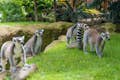 Lémuriens à queue annelée sur la reconstitution de l'île de Madagascar.