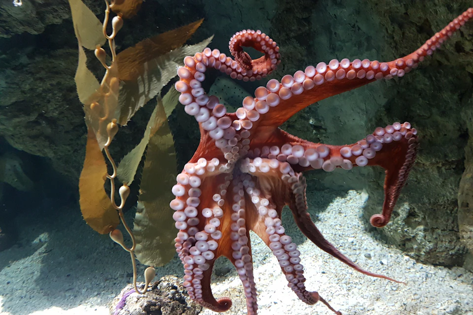 Aquarium of Genoa - octopus