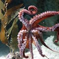 Genova Akvarium - blæksprutte