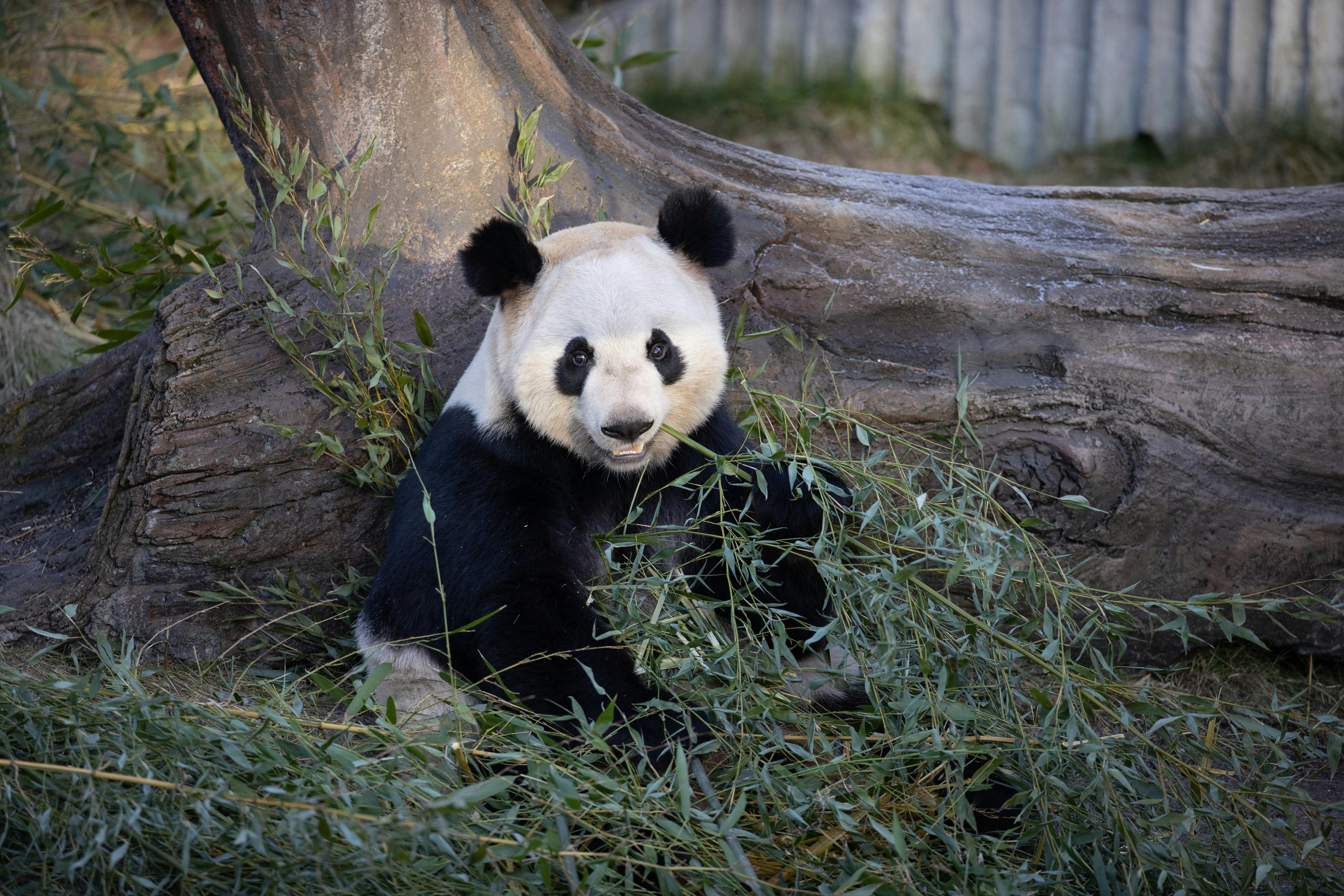 哥本哈根动物园