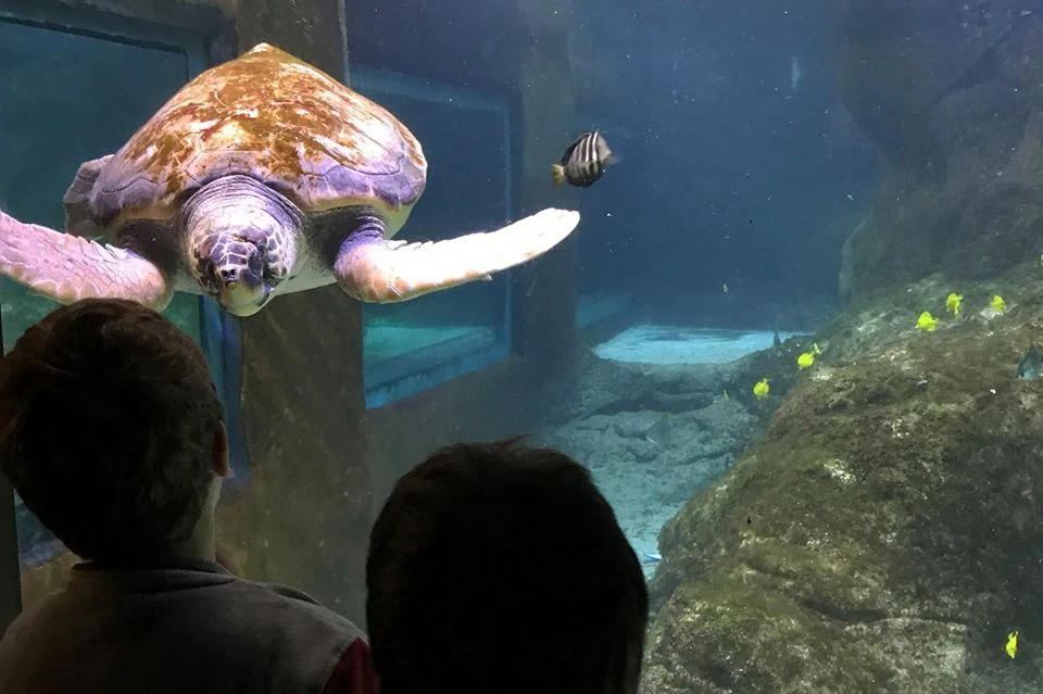 A sea turtle swimming in a large aquarium, with a fish nearby and two people observing through the glass.