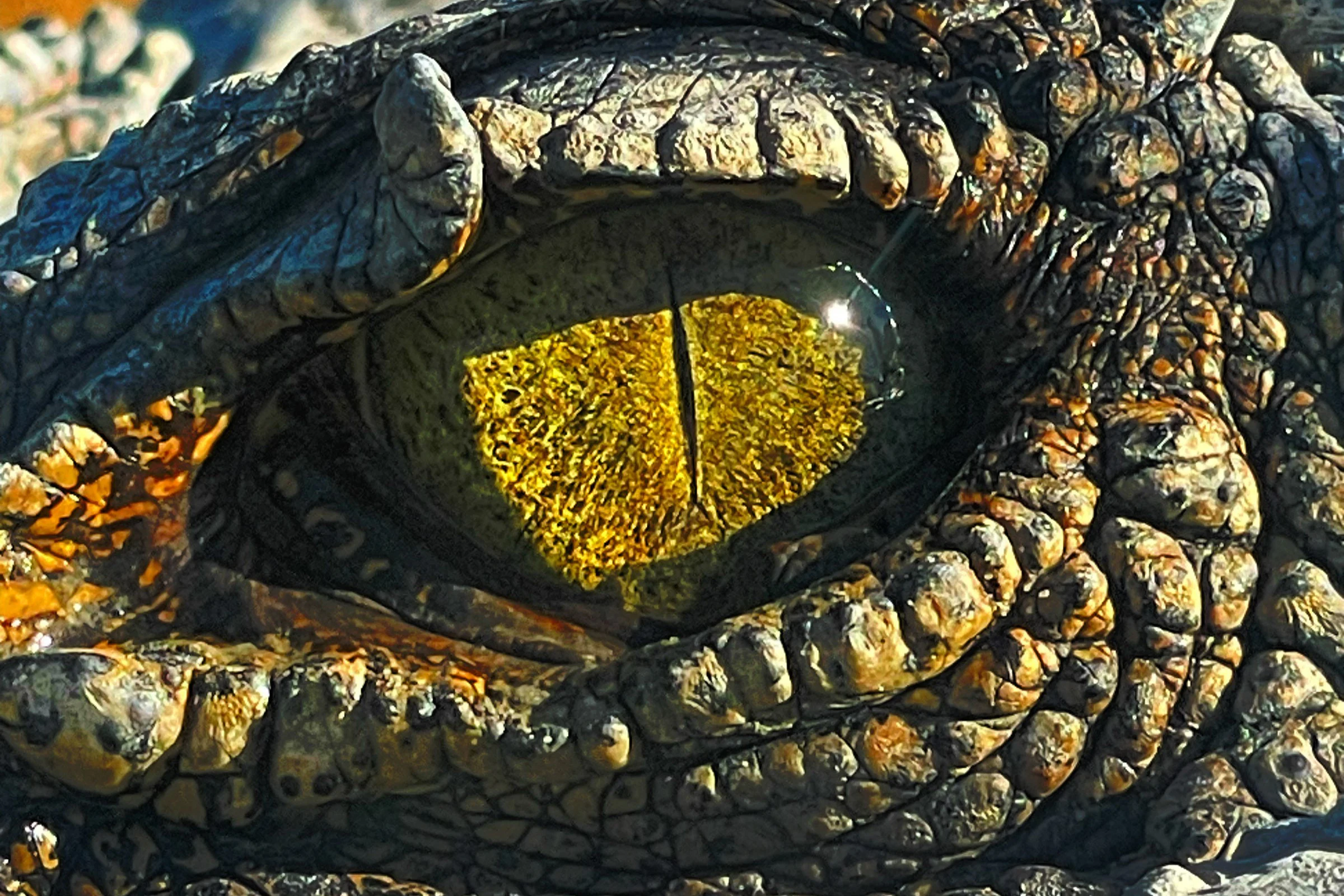 Koorana Crocodile Farm: Guided Tour