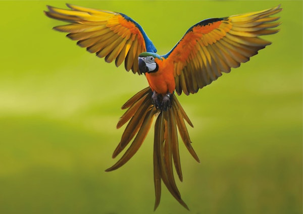 Una guacamaya vibrant amb plomes blaves i grogues desplega les ales i la cua sobre un fons verd difuminat.