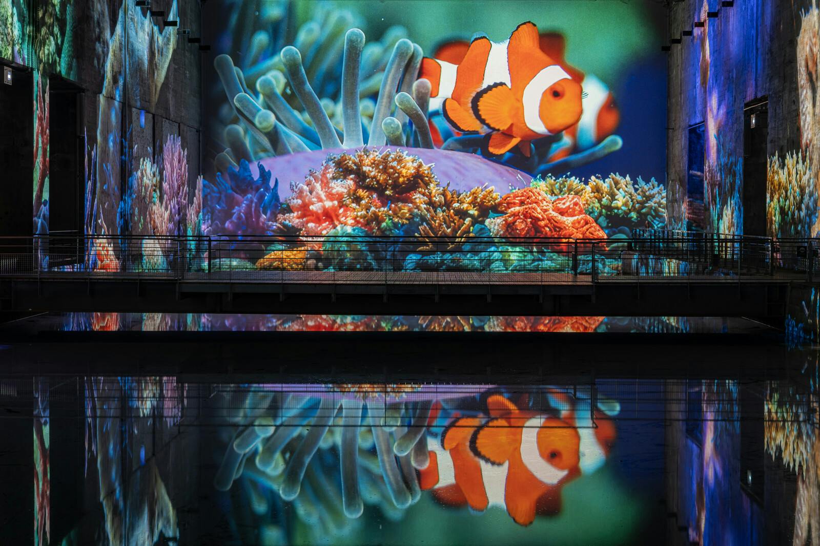 Una imatge projectada d'un peix pallasso nedant entre coralls de colors i anemones de mar, reflectida en una superfície brillant a sota.