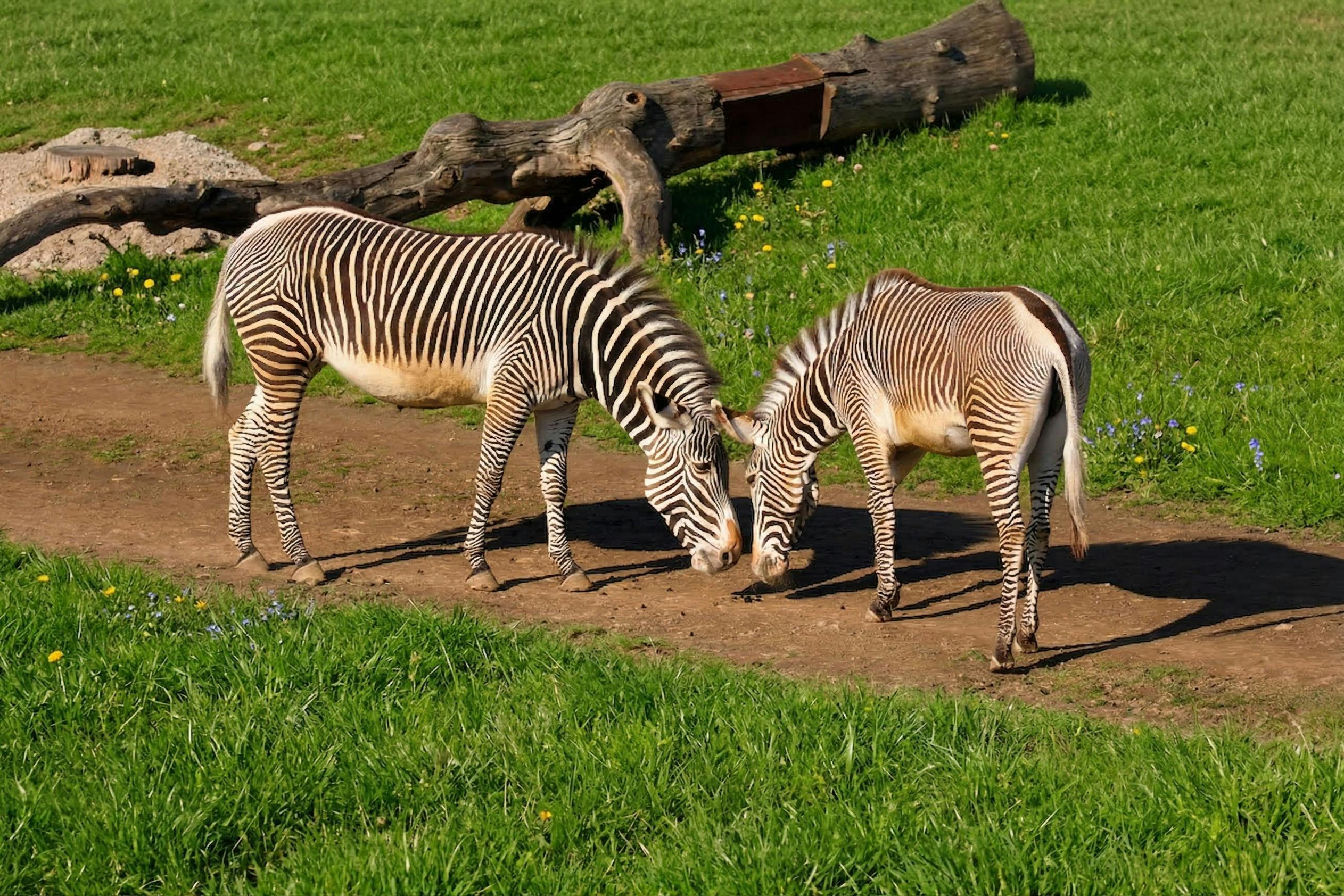 To zebraer græsser på en jordsti omgivet af grønt græs med en faldet træstamme i baggrunden.