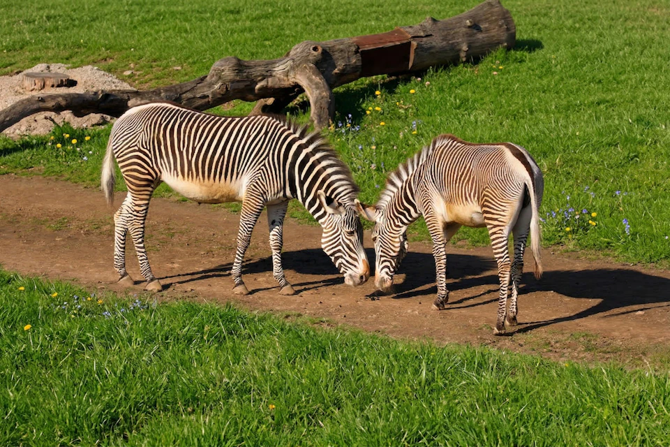 Two zebras grazing on a dirt path surrounded by green grass, with a fallen log in the background.