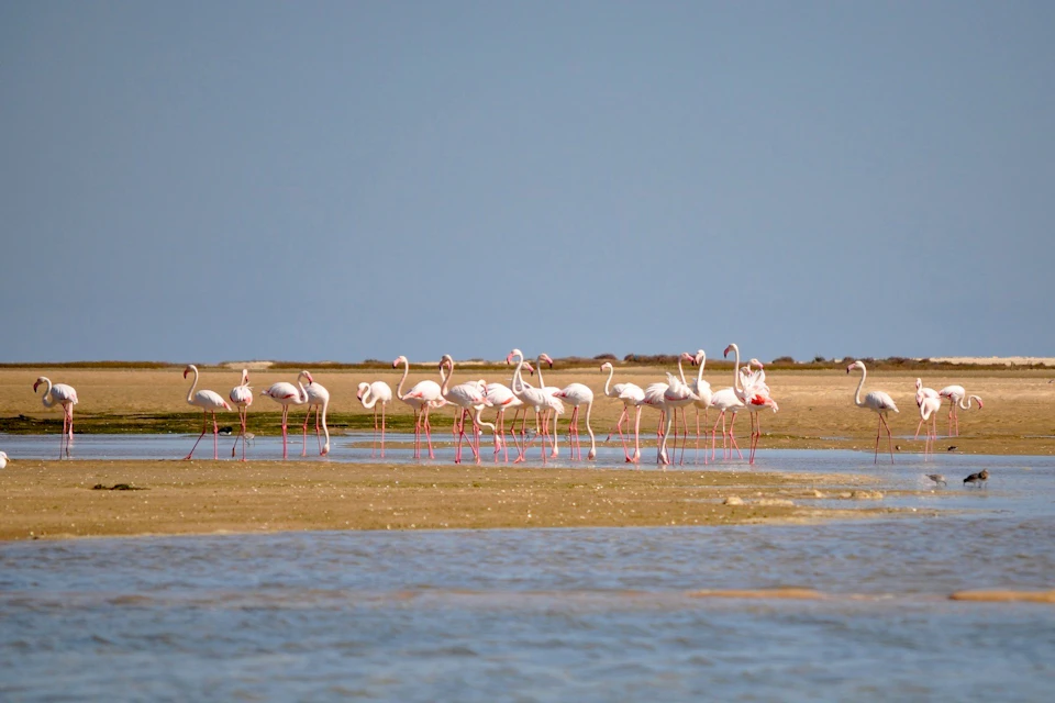 A group of Flamingos in Ria Formosa