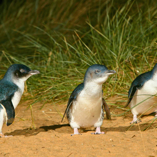 Phillip Island Penguins Express Tour from Melbourne - Photo 10