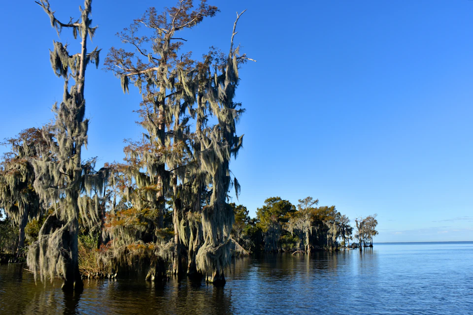 Tall cypress trees with hanging moss in calm water under a clear blue sky.
