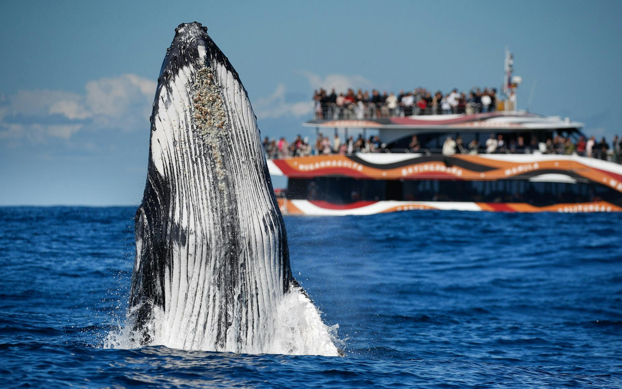 A humpback whale breaching near a crowd of people on a boat in a blue ocean under a clear sky.