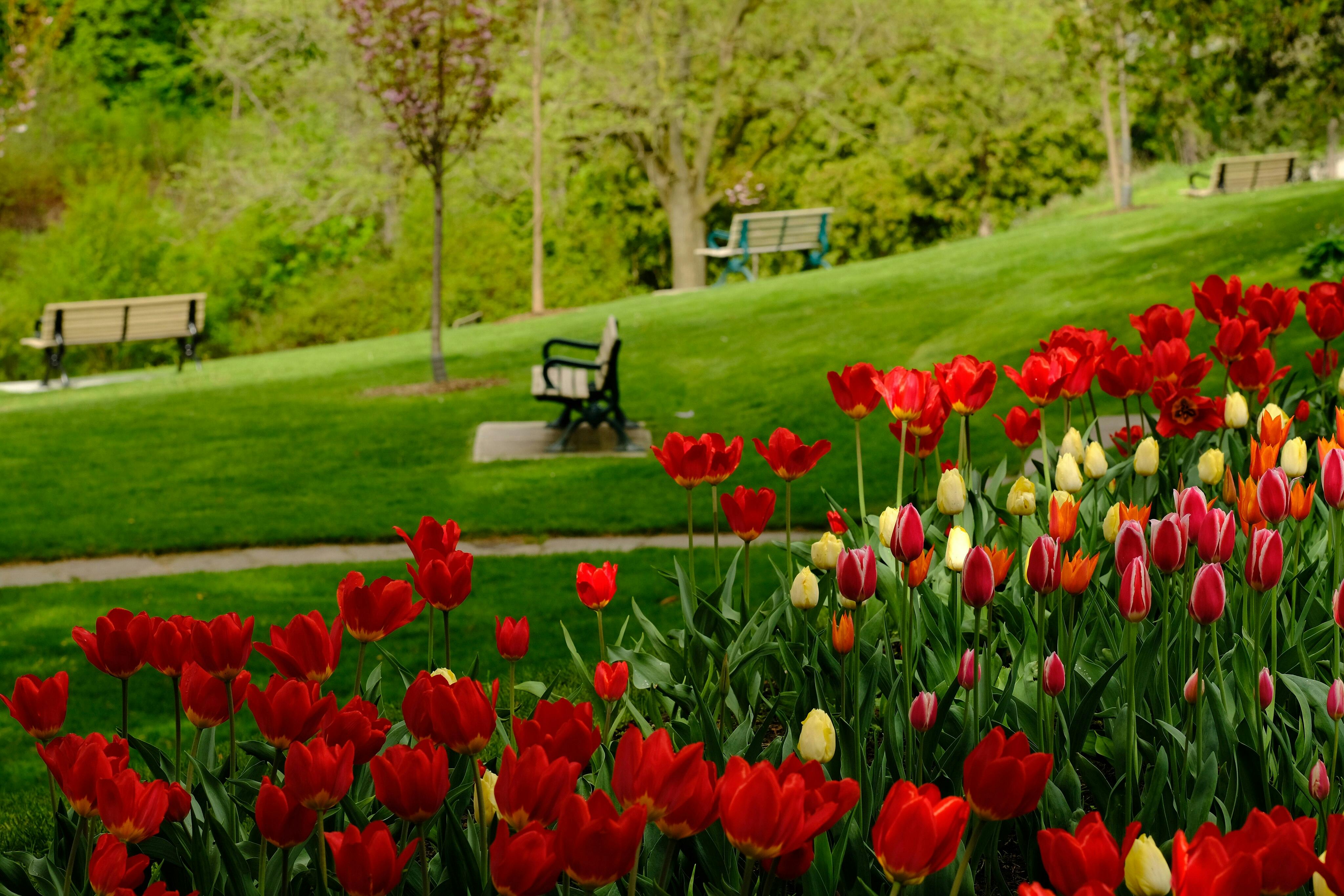 A park with blooming red, yellow, and pink tulips in the foreground and several empty benches scattered on the grass.