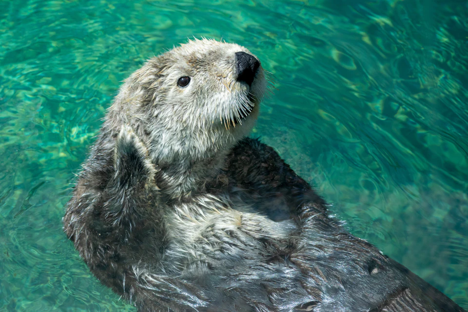 A sea otter floating on its back in clear green water, with its paws held close to its face.