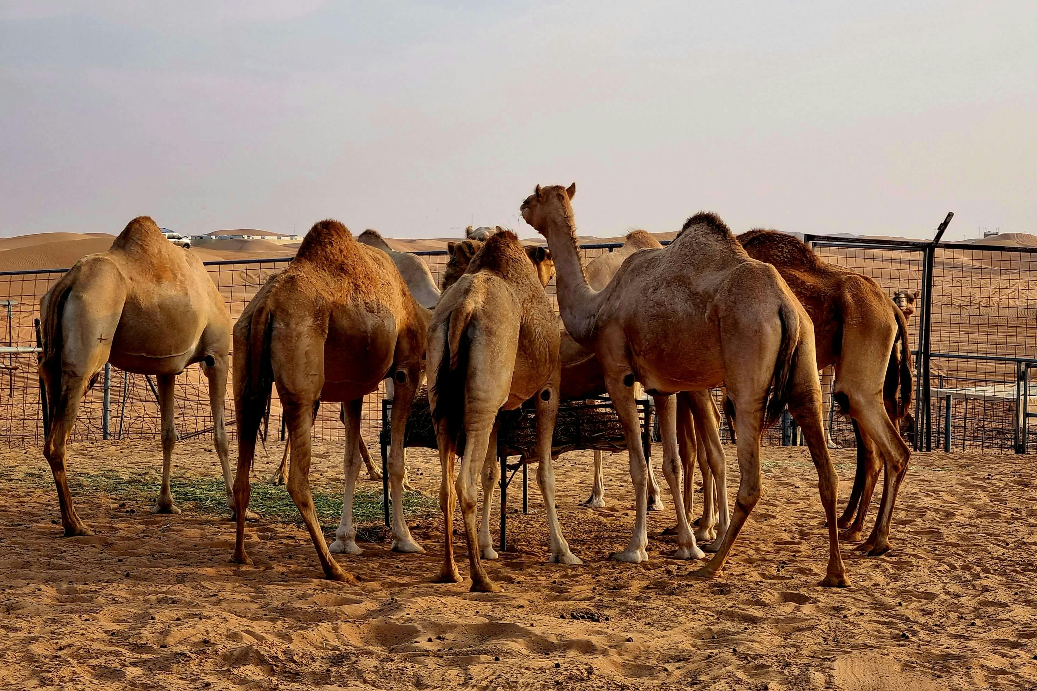 Small camel farm in the desert