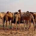 Pequena fazenda de camelos no deserto