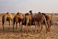 Pequeña granja de camellos en el desierto