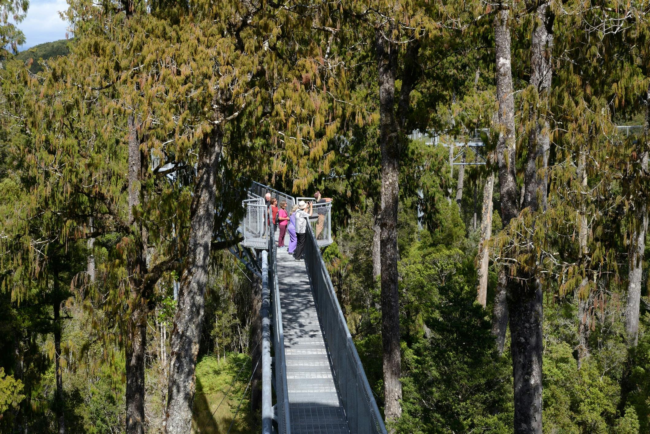 People standing on an elevated metal walkway surrounded by tall trees in a forest.