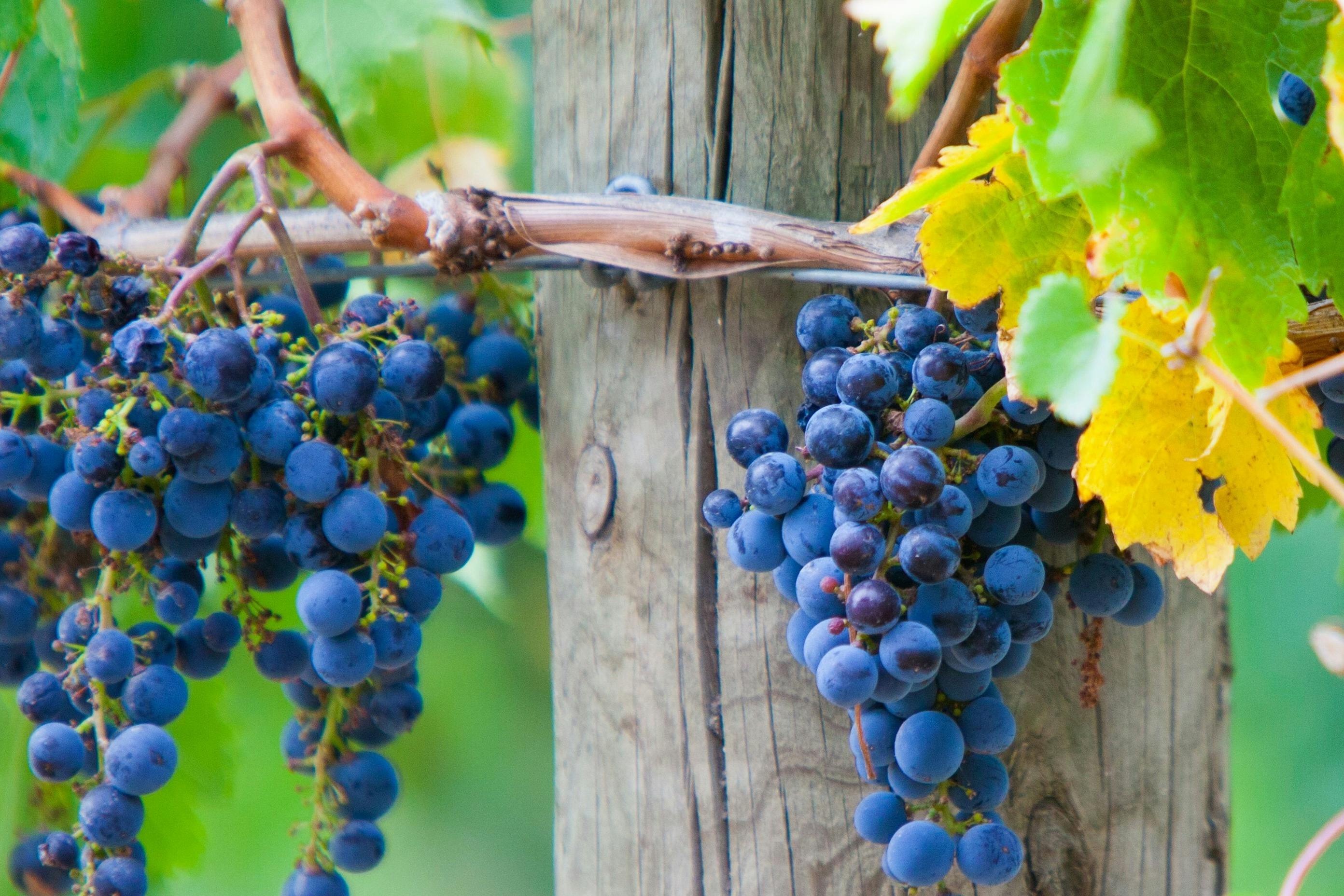 Wine grapes