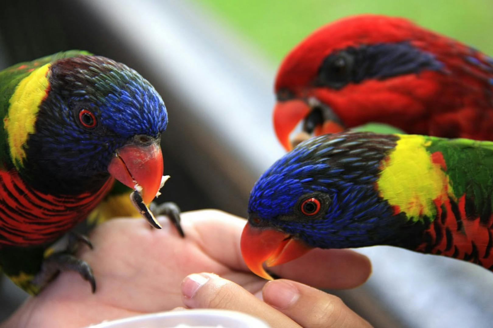 Three colorful parrots feeding from a person's hand.