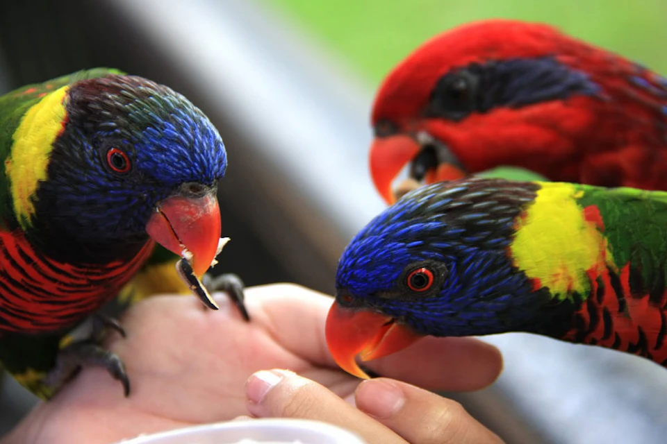 Phuket Bird Park: Admission Ticket