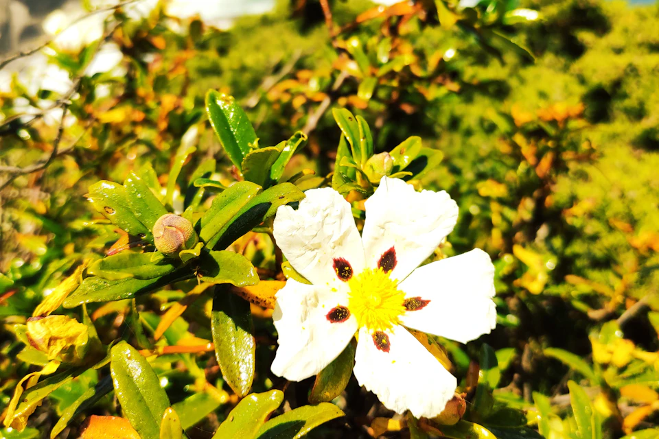 This was an endemic flower