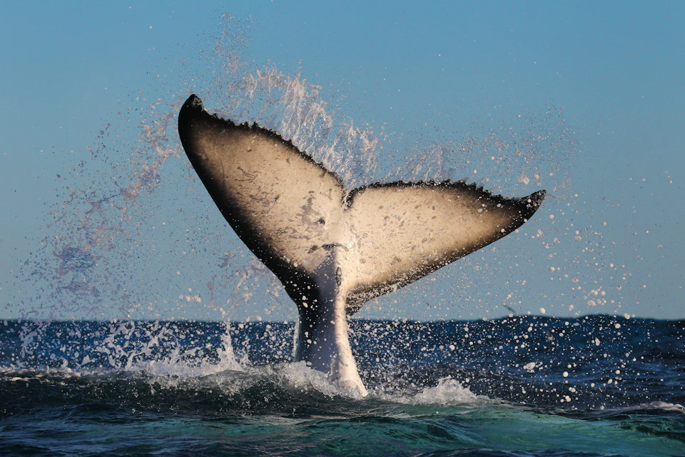 Express Whale Watching
