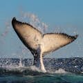Экспресс-наблюдение за китами