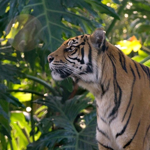Parque zoológico de Taronga + pase para el puerto de Sídney