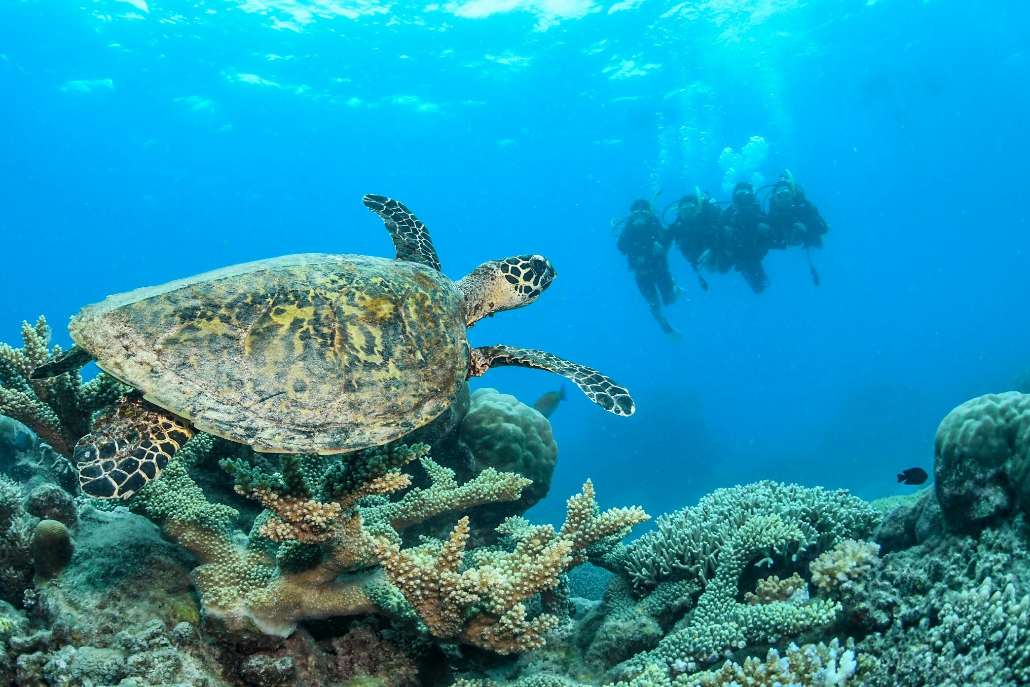 Scuba Diving on the Great Barrier Reef