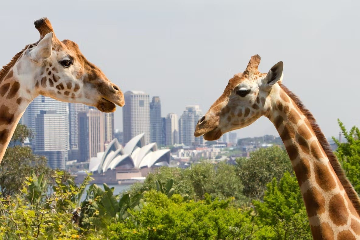 Taronga Zoo + Return Ferry Tickets | Tiqets