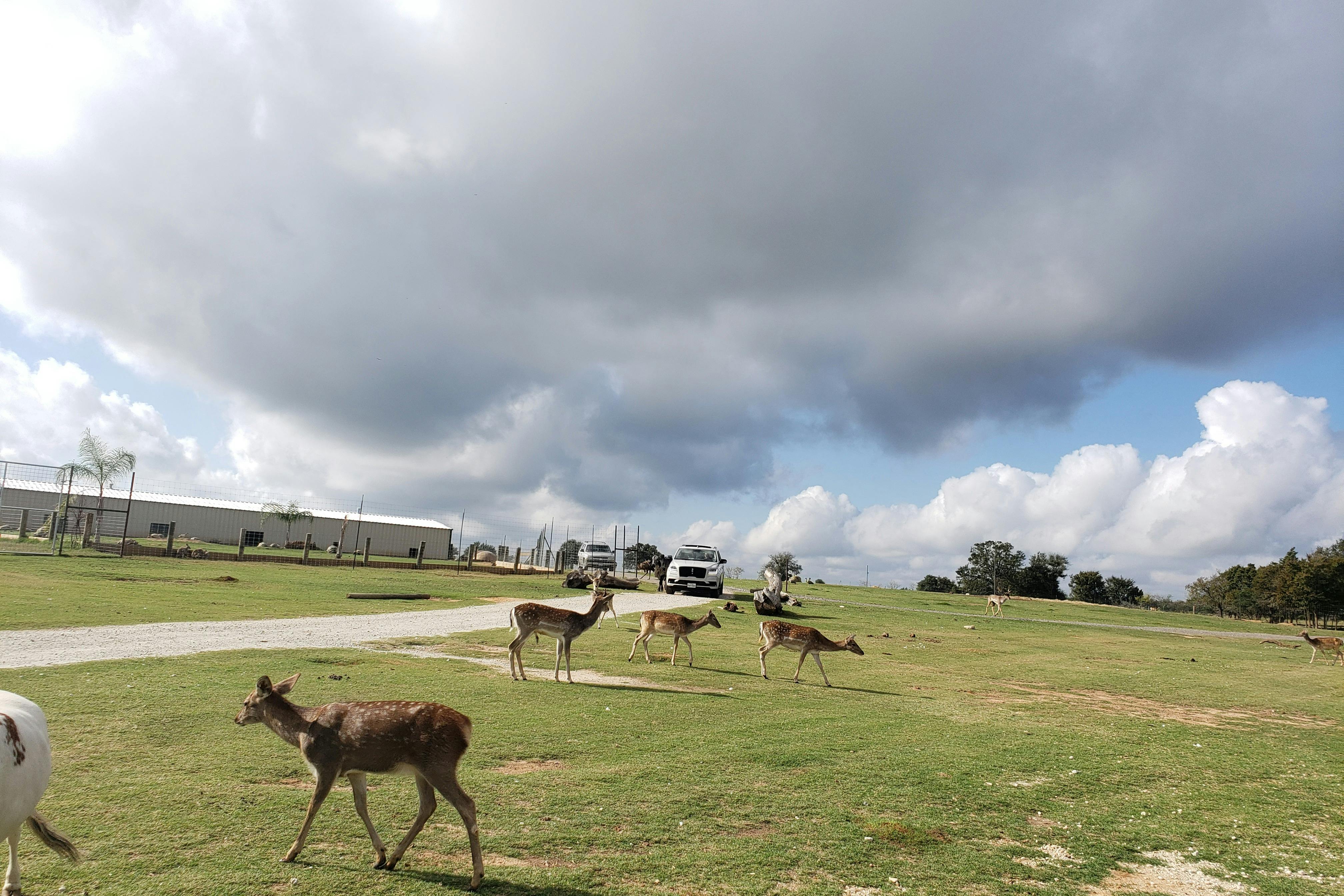 多くのエキゾチック