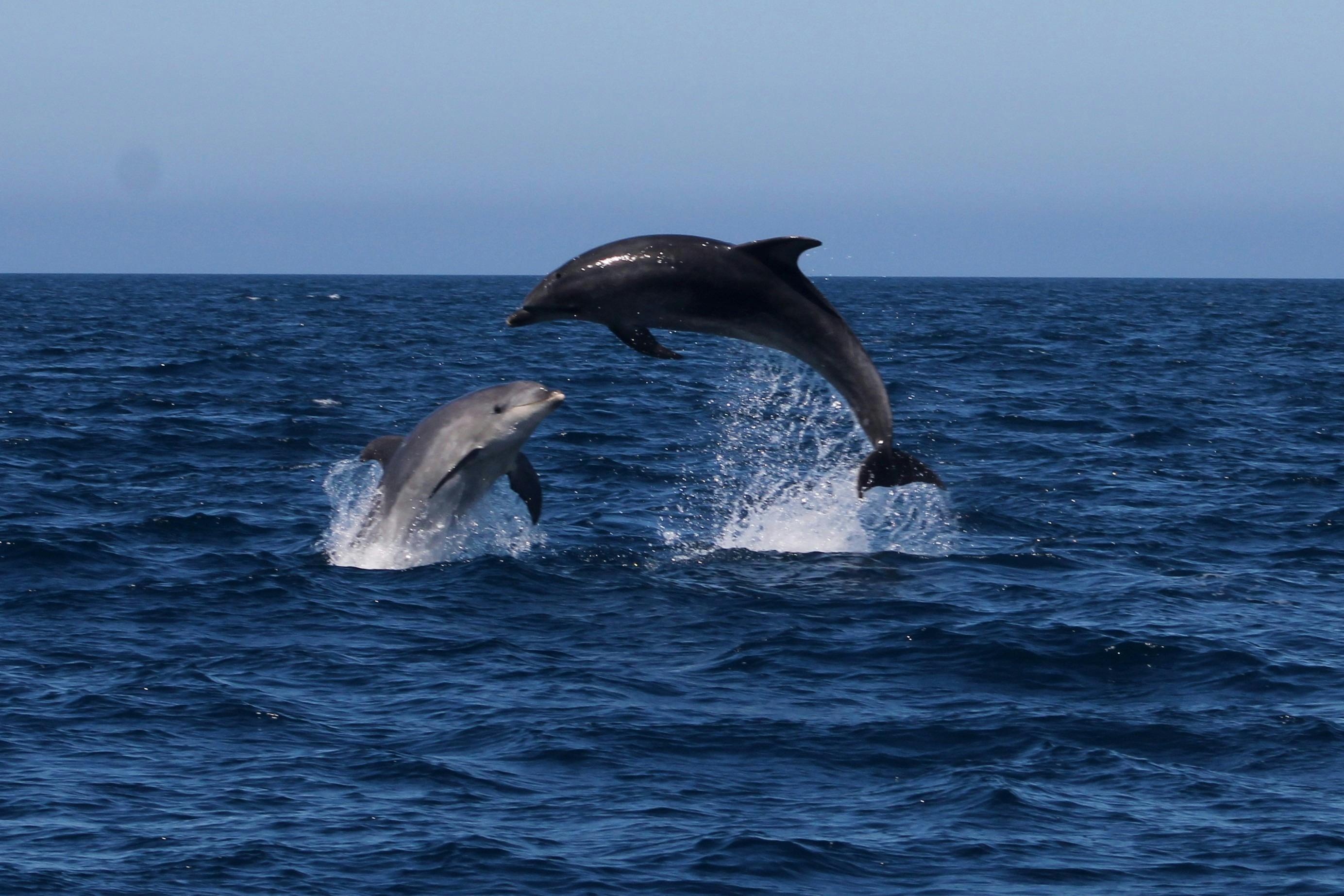 Bottlenose dolphins