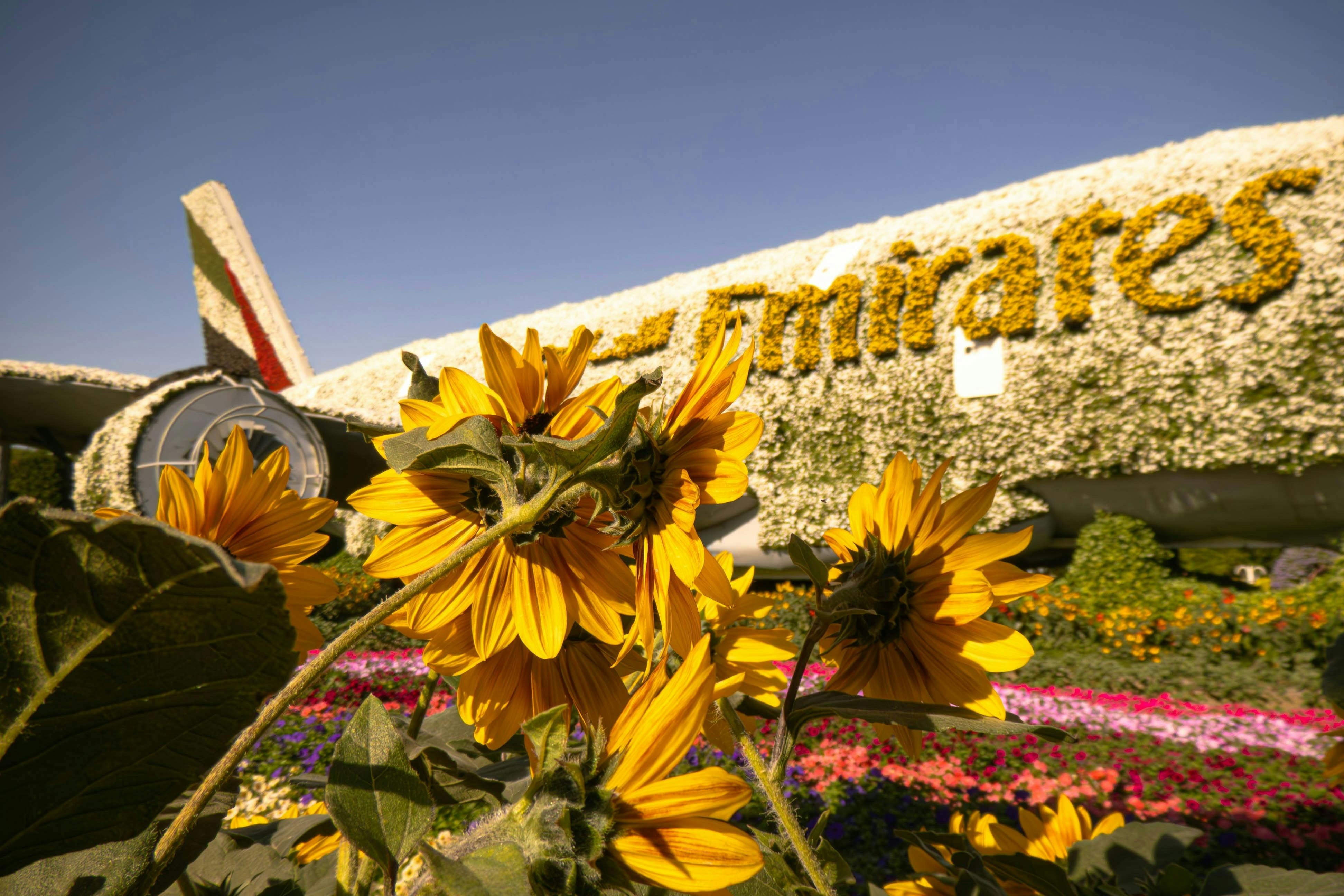 Bright yellow sunflowers in front of a building adorned with flowers forming the word "Emirates."