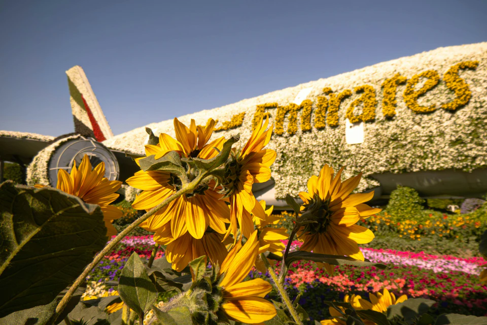 Bright yellow sunflowers in front of a building adorned with flowers forming the word "Emirates."