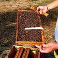 Visita a la granja de miel