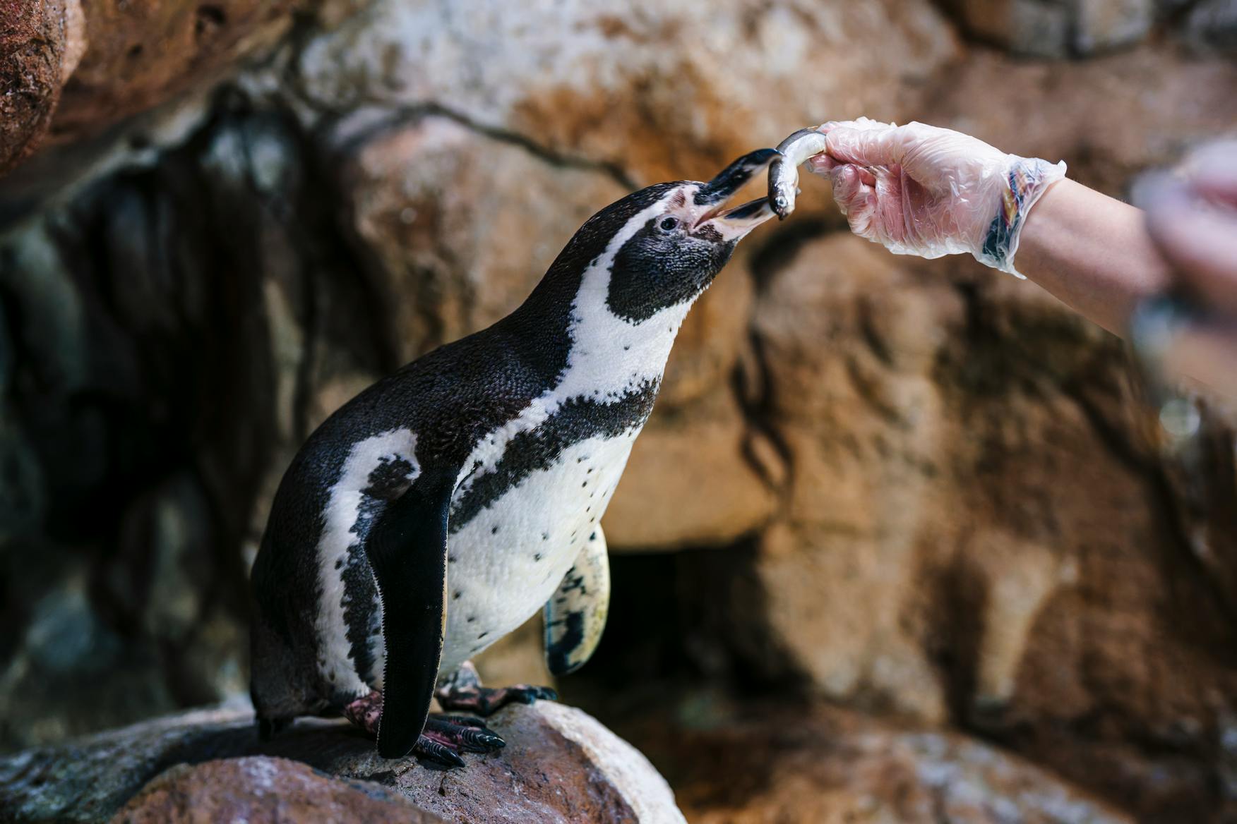 Ein Pinguin, der von einer behandschuhten Hand mit einem Fisch gefüttert wird, vor einem felsigen Hintergrund.
