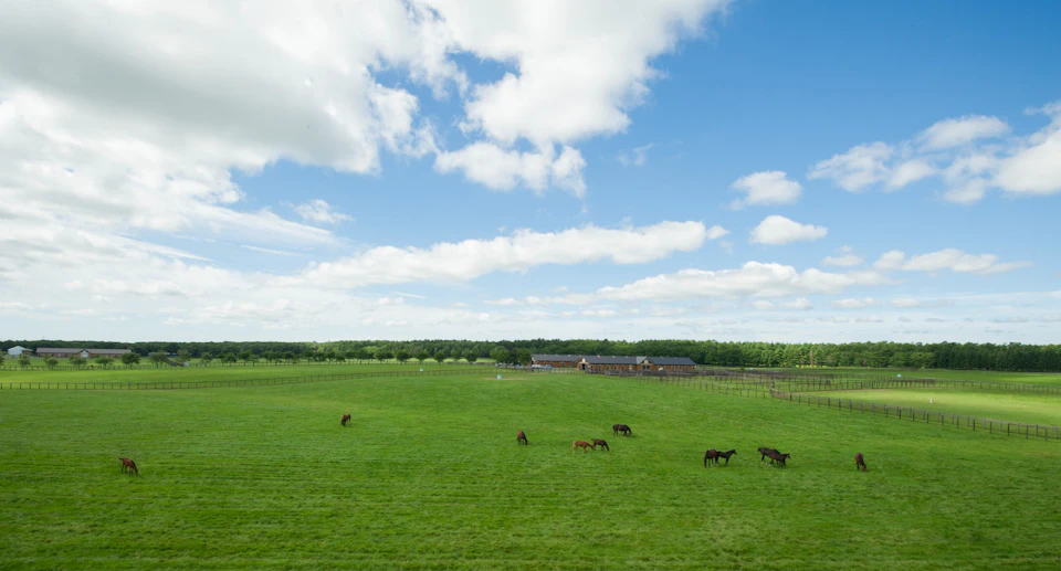 A green field with several horses grazing, enclosed by fences, with a building and trees in the background under a blue sky.