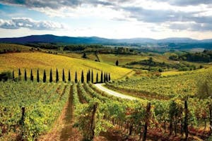 San Gimignano: Escursioni, tour e gite da Siena