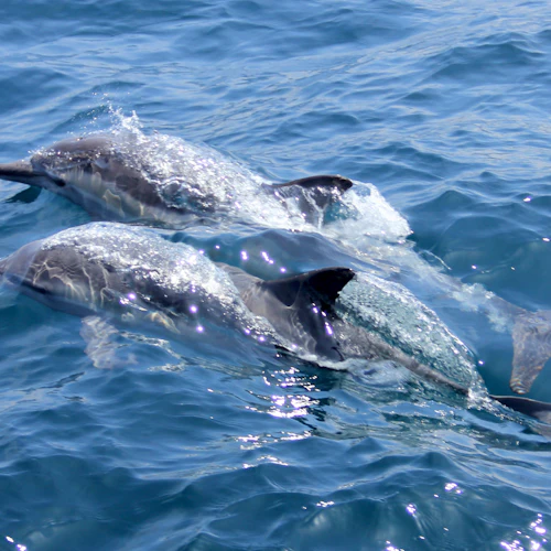 Hamata: Snorkeling + Roundtrip Transfer + Lunch