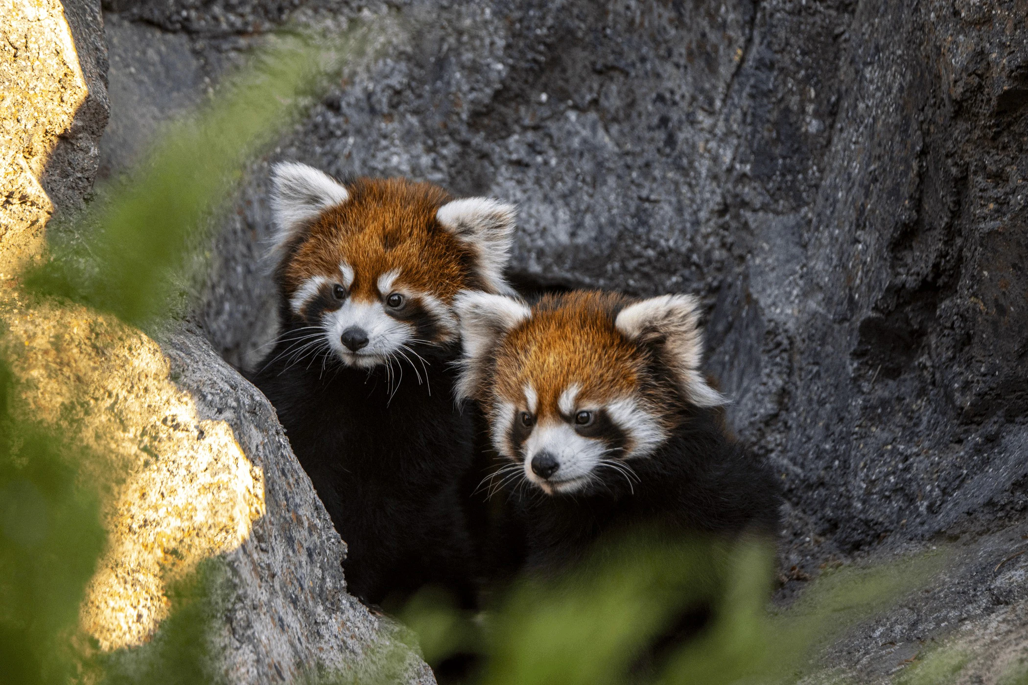 Wilder Institute's Calgary Zoo: Entry Ticket