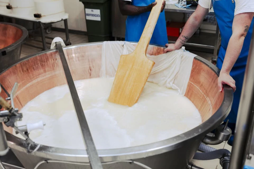 Two people using a large wooden paddle to stir curd in a metal vat, likely in a dairy or cheese-making facility.