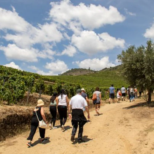 Vale do Douro: Excursão de um dia + Prova de Vinhos, Queijos e Azeites a partir do Porto - Photo 4