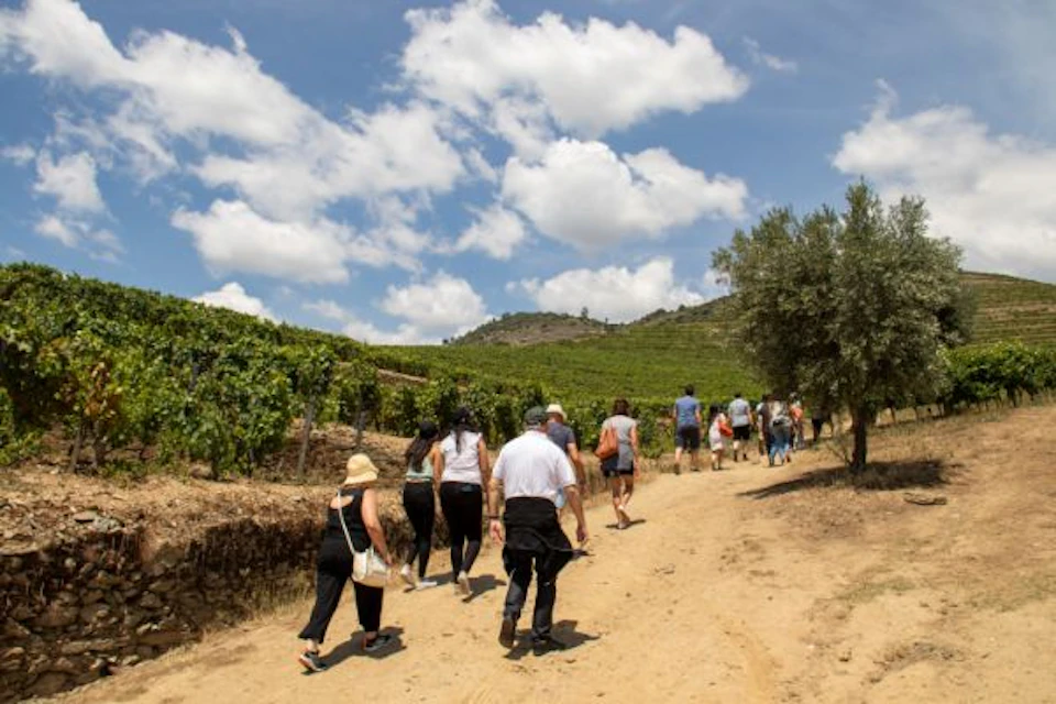 A group of people walking up a dirt path through a vineyard under a blue sky with scattered clouds.