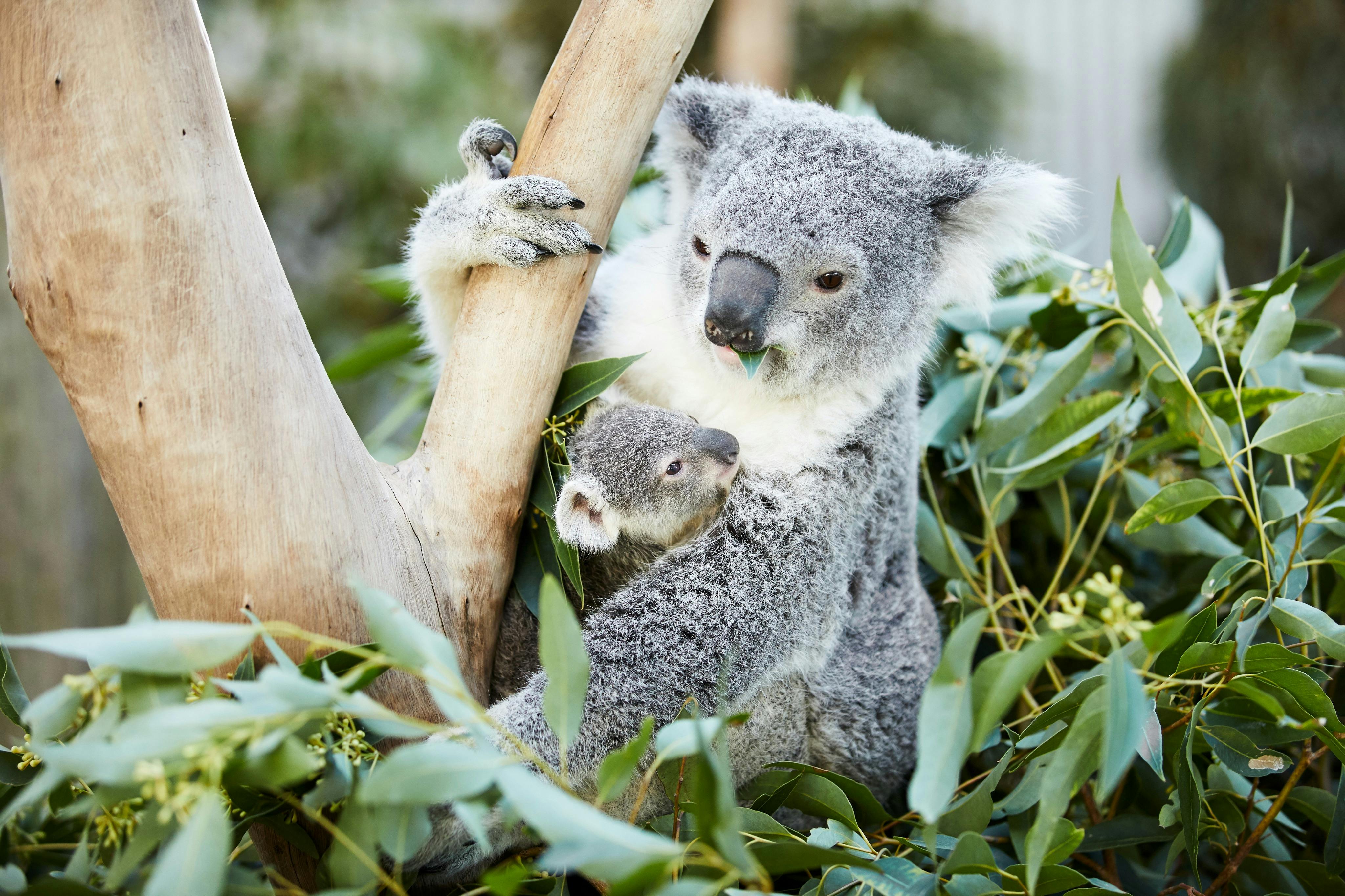Mother and baby koala