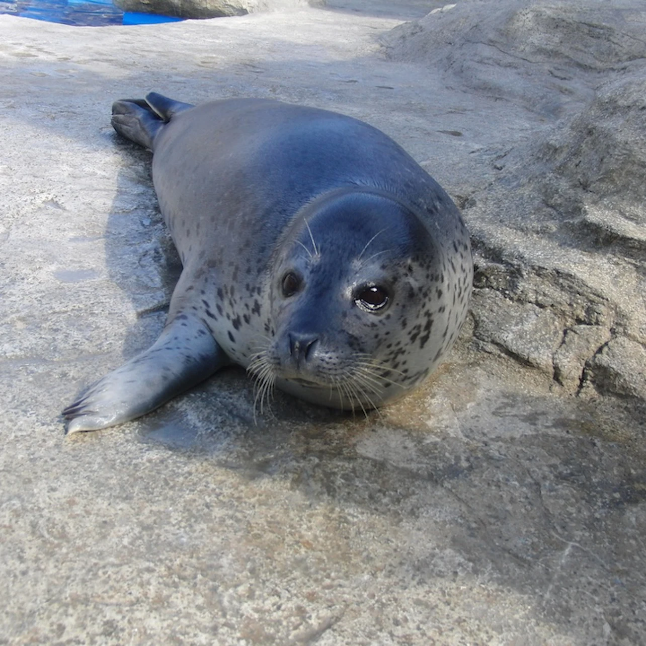 A seal lying on a rocky surface with its head turned, surrounded by rocks and water in the background.