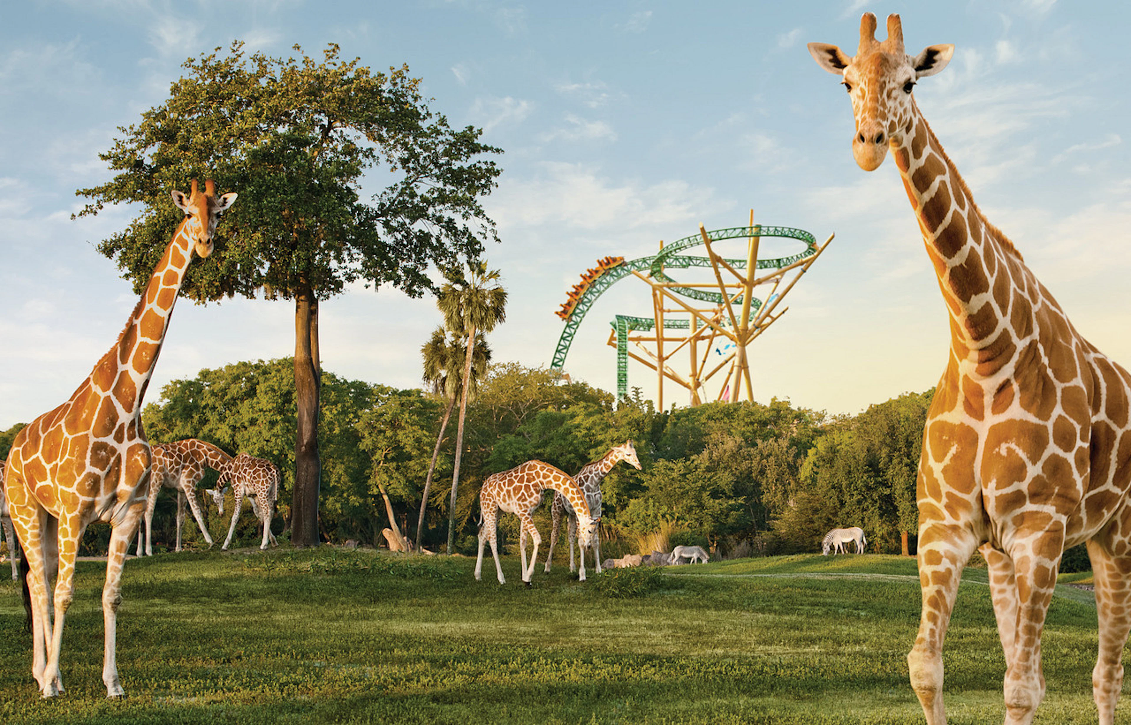Tampa Bay Busch Gardens Tickets