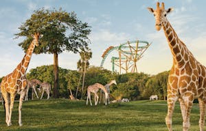 Busch Gardens: Tickets