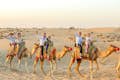 Jazda na wielbłądach w Dubaju