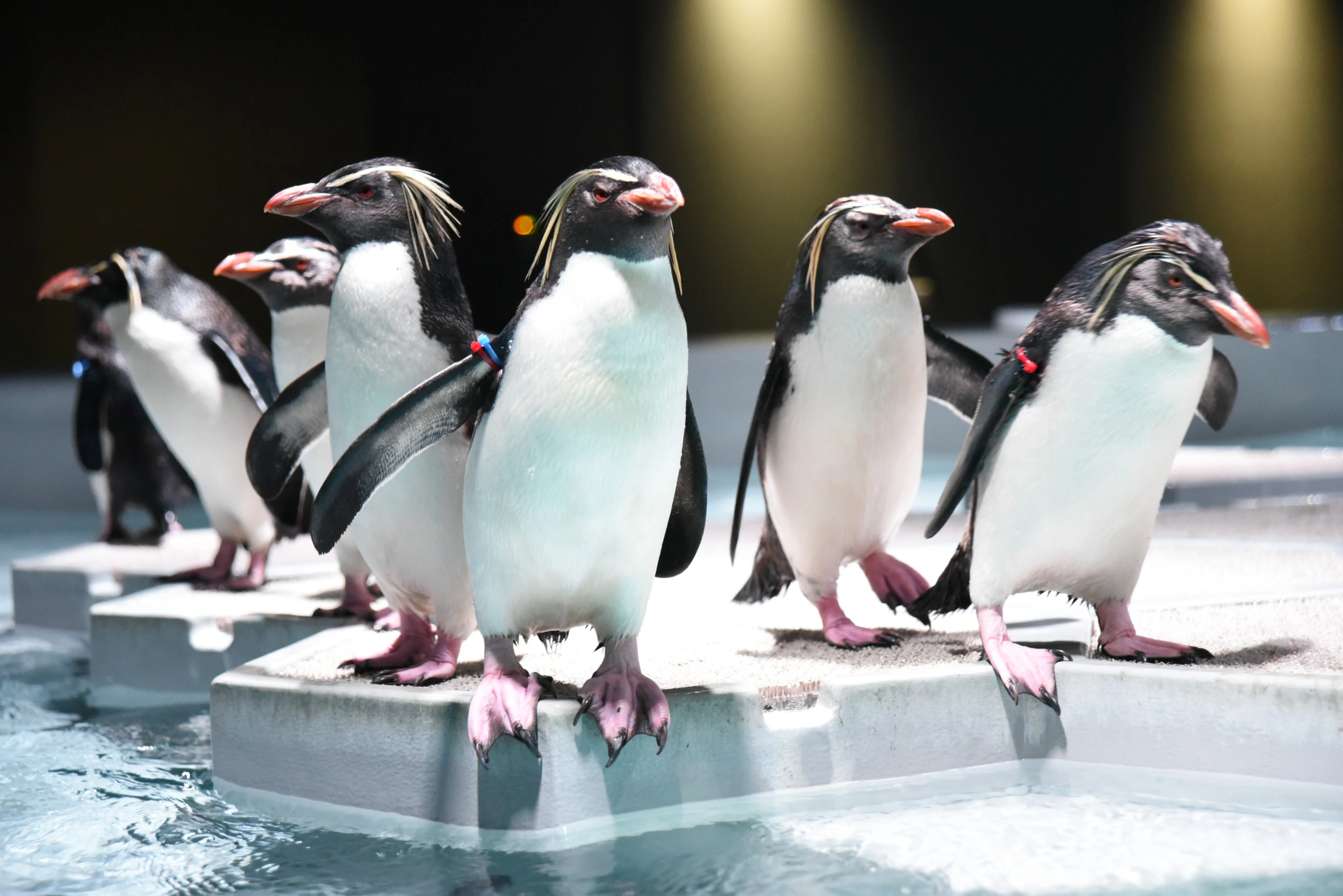 Aquarium Park Aoao Sapporo: Admission Ticket